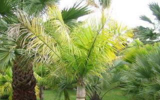 Сообщение о финиковой пальме